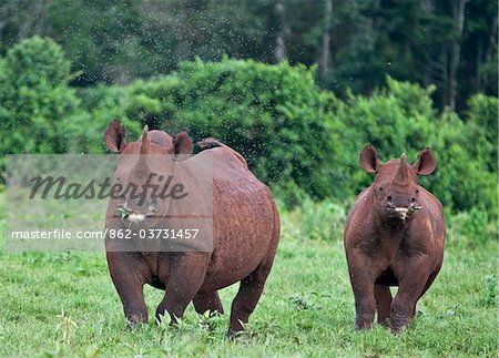 Kenia, eine weibliche Spitzmaul-Nashörner und gut gewachsene Kalb im Aberdare Nationalpark.