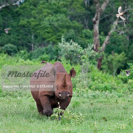 Kenya, A female black rhino charges menacingly as red-billed Oxpeckers and flies scatter.