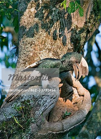 Kenya, A black and white casqued hornbill feeding a female through a crack in its walled-up  nest .