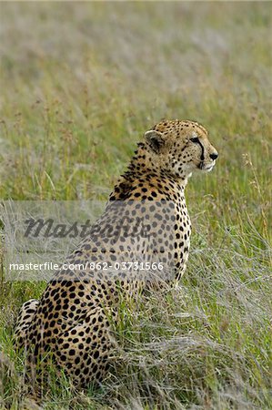 Kenya, Laikipia, Lewa Downs. Guépard mâle.