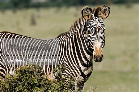 Kenya, Laikipia, Lewa Downs.  A rare Grevy's zebra shows off its tight stripes and unusually large ears.