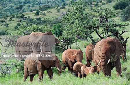 Laikipia, Kenia Lewa Downs. Eine Familiengruppe von Elefanten füttern zusammen.