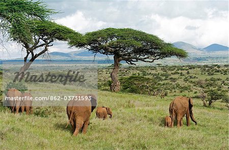 Kenya, Laikipia, Lewa Downs. A family group of elephants feed together. Kenya, Laikipia, Lewa Downs. A family group of elephants feed together.