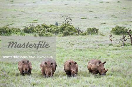 Kenya, Laikipia, Lewa Downs. Un groupe de rhinocéros blancs se nourrit ensemble.