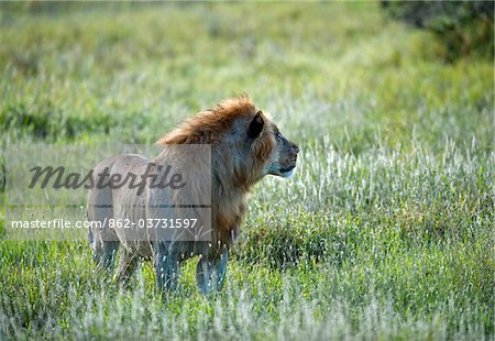 Kenya, Laikipia, Lewa Downs.  A male lion.