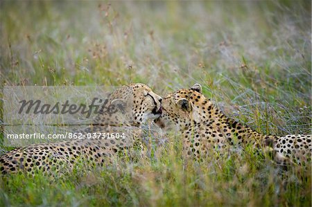 Kenya, Laikipia, Lewa Downs.  A pair of cheetah groom each other.