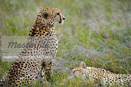 Kenya, Laikipia, Lewa Downs.  A cheetah watches over its sleeping sibling.