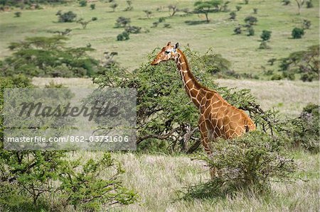 Kenya, Laikipia, Lewa Downs. Somali giraffe