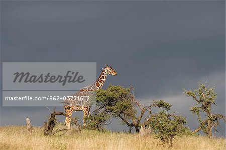 Kenya, Laikipia, Lewa Downs.  A Reticulated giraffe against a stormy sky.