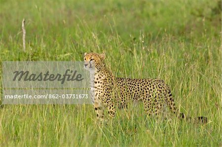 Kenya, Masai Mara.  A female cheetah looks out over the savannah.