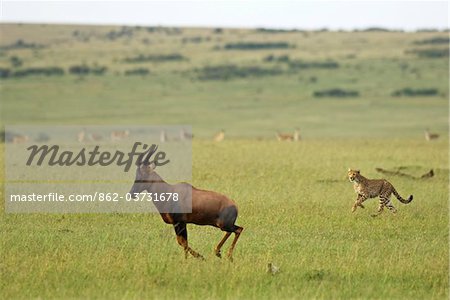 Kenya, Masai Mara. Une femelle guépard chasse un topi dans les plaines d'herbe rase. Kenya, Masai Mara. Une femelle guépard chasse un topi dans les plaines d'herbe rase.