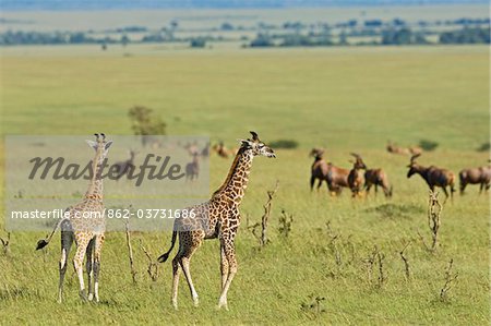 Kenya, Masai Mara. Deux jeunes girafe de Masai donnent sur les plaines.