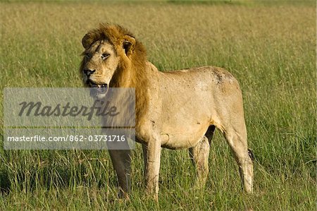 Kenya, Masai Mara. Un lion à crinière mâle donne à travers les plaines.