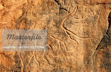 Libya, Fezzan, Messak Settafet. A petroglyph of a rhinoceros stands among the rocky outcrops of Wadi Mathendusch