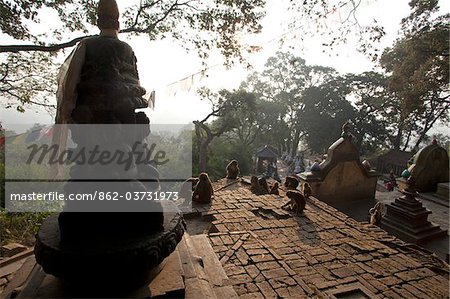 Nepal, Kathmandu, Affen bei der Swayambunath Tempel (Monkey Tempel), der sitzt eine auf einem Hügel mit herrlichem Blick über das Tal von Kathmandu