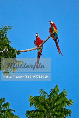 Pérou. Aras rouges colorés percher haut au-dessus de la canopée de la forêt près des rives du fleuve Madre de Dios Pérou. Aras rouges colorés percher haut au-dessus de la canopée de la forêt près des rives du fleuve Madre de Dios