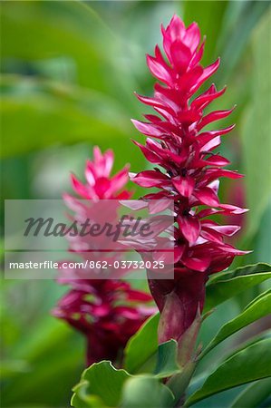 Pérou. Coloré rouge Ginger dans les jardins de Inkaterra Reserva Amazonica Lodge, sur les rives du fleuve Madre de Dios. Pérou. Coloré rouge Ginger dans les jardins de Inkaterra Reserva Amazonica Lodge, sur les rives du fleuve Madre de Dios.
