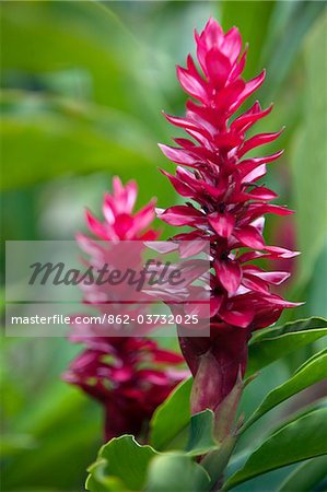 Pérou. Coloré rouge Ginger dans les jardins de Inkaterra Reserva Amazonica Lodge, sur les rives du fleuve Madre de Dios.