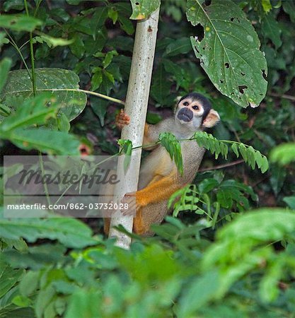 Pérou. Un singe de l'écureuil dans la forêt tropicale luxuriante du bassin amazonien. Pérou. Un singe de l'écureuil dans la forêt tropicale luxuriante du bassin amazonien.