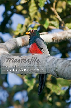 Pérou. Un Trogan couroucou photographié haut dans la canopée de la forêt luxuriante et tropicale du bassin amazonien.