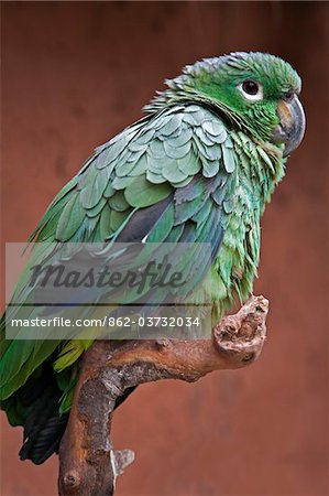 Peru. A green parrot of the genus Amazona.