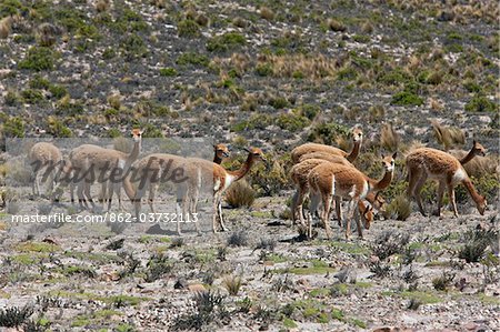 Peru, Vicuna in the Andes between Arequipa and the Colca Canyon. Vicuna wool is the finest fibre capable of being spun in the world.