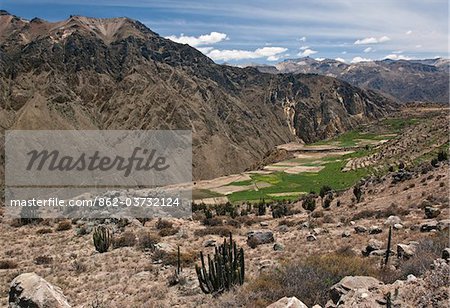 Peru, Farms using pre-Inca terracing on the slopes of the magnificent Colca Canyon.