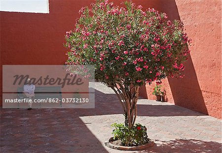 Peru, A flowering Oleander in the courtyard entrance to the magnificent Santa Catalina Convent, founded in 1580.