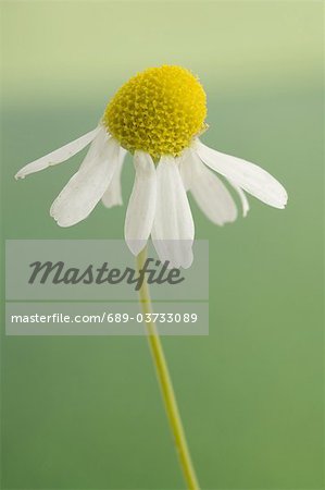 Flowering camomile