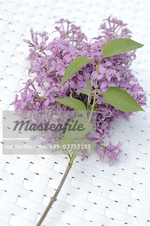 Common Lilac (Syringa vulgaris)