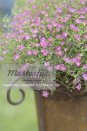 Floraison rose en pot