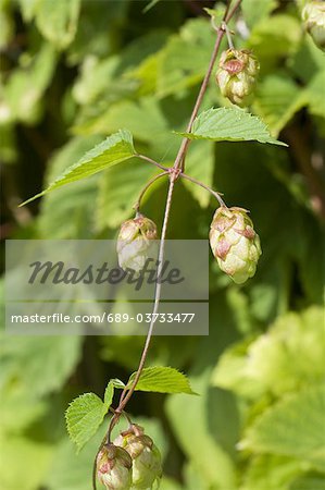 Hopfen (Humulus)