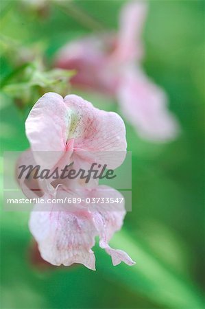 Drüsiges Springkraut (Impatiens Glandulifera)