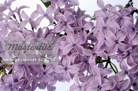 Blossoming lilac