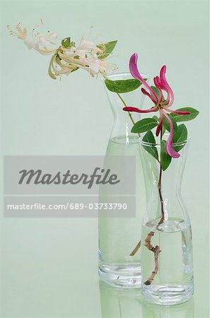Fleur de Bach italien chèvrefeuille (Lonicera Caprifolium)