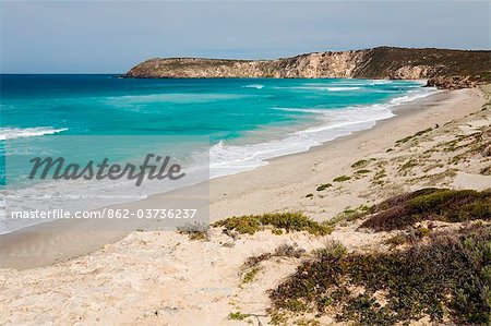 Australie, Australie-méridionale, Kangaroo Island. Découvre le long de la plage de la baie de Pennington.