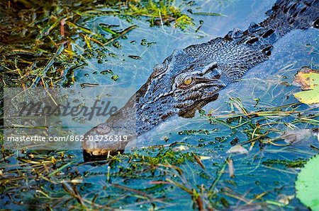 Australia, Northern Territory, Kakadu National Park, Cooinda. Saltwater/ estuarine crocodile in the Yellow Water Wetlands.