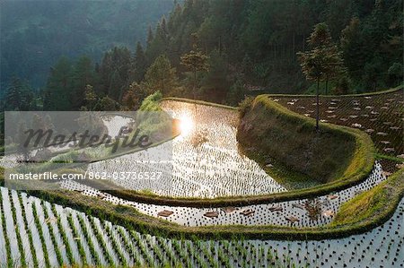 China, Provinz Guizhou, Dorf Langde, Reisfelder