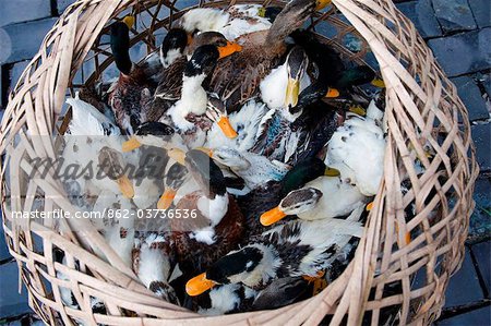 China, Provinz Guizhou, Xijiang, Enten in einem Korb