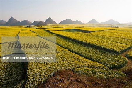 China, Yunnan province, Luoping, rapeseed flowers in bloom