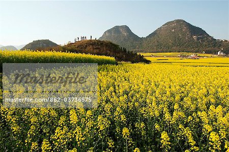 China, Yunnan province, Luoping, rapeseed flowers in bloom