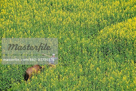 China, Yunnan Provinz, Gipfel, Raps Blumen in voller Blüte und ein Mann mit Wasserbüffeln