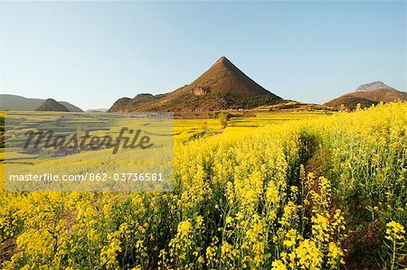 China, Yunnan province, Luoping, rapeseed flowers in bloom