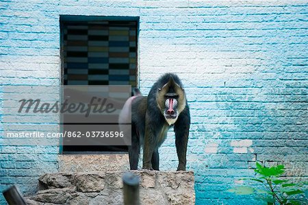 Chine, Beijing, Beijing Zoo, un babouin Mandrill (Mandrillus sphinx)