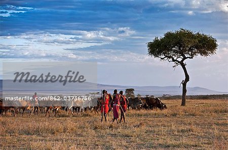 Kenya. Traditionally dressed Maasai warriors and elders watch over their families herds in Masai Mara Game Reserve.