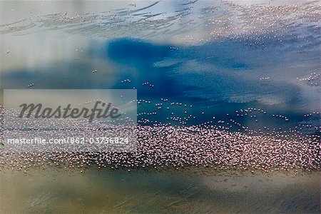 Kenya, Nakuru District. Flocks of lesser flamingos fly over Lake Elmenteita, a small soda lake of Africas Great Rift Valley.