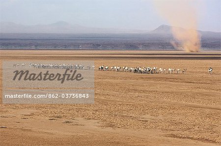 A herd of Gabbra camels is driven across the waterless Chalbi Desert of Northern Kenya.
