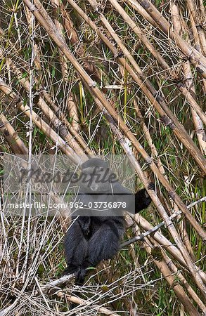 Kenya. A Blue Monkey in the bamboo forests of Mount Elgon, Kenya s second highest mountain of volcanic origin.