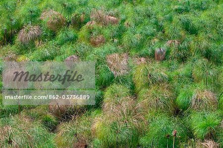 Kenia. Papyrus wächst in einem Sumpf von Süßwasser Feder in der Nähe von Bogoriasee gespeist.