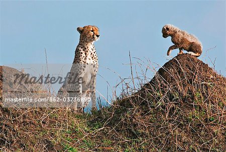 Kenya. Un guépard et son ourson âgé d'un mois sur les termitières dans la réserve nationale de Masai Mara.